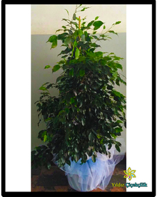 çiçek,çiçekçi, çiçekçiler, çiçek sitesi