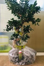 çiçek,çiçekçi, çiçekçiler, çiçek sitesi