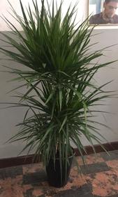 çiçek,çiçekçi, çiçekçiler, çiçek sitesi