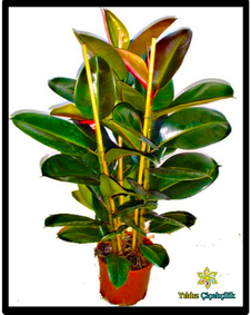 çiçek,çiçekçi, çiçekçiler, çiçek sitesi