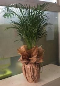 çiçek,çiçekçi, çiçekçiler, çiçek sitesi