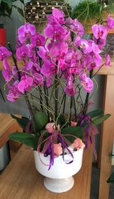 çiçek,çiçekçi, çiçekçiler, çiçek sitesi