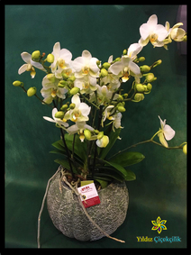 çiçek,çiçekçi, çiçekçiler, çiçek sitesi