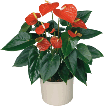 çiçek,çiçekçi, çiçekçiler, çiçek sitesi