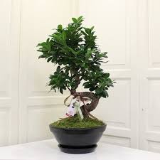 çiçek,çiçekçi, çiçekçiler, çiçek sitesi